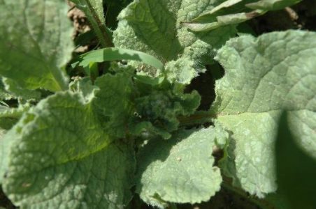 What is Borage? Image